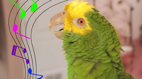 My Amazon Parrot SINGS 🎼 "Somewhere Over The Rainbow"