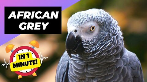 African Grey Parrot - In 1 Minute! 🦜 One Of The Most Beautiful Parrots In The World | 1MinuteAnimals