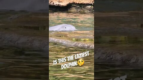 This Dolphin Was Just Done...