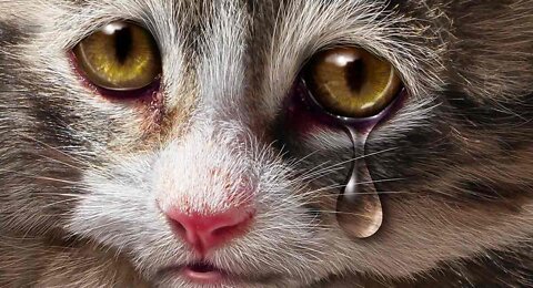 Cat crying #cat #crying #shorts