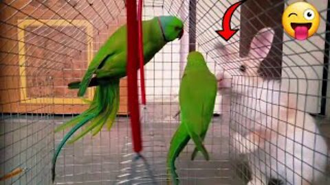 My Rabbit Reaction With New Member In Pets Family | Cute Parrots