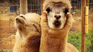 Alpaca not satisfied with sprinkler system