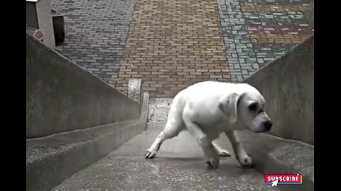 Crazy dog very fun.🤣🤣 trending video