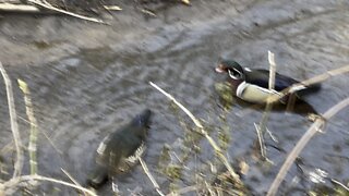 Wood Ducks