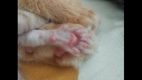 little paws