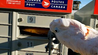 Moluccan cockatoo loves getting mail