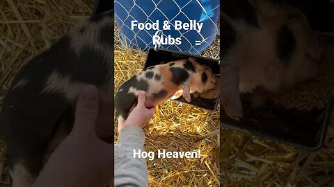 This Little Piggy Loves Belly Rubs! #piglet #farmlife #eonfarm #kunekune