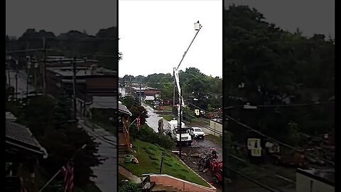 Cutting Down a Rotted Tree - Timelapse