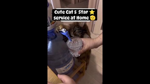 Cute Cat 5 star ⭐ service at home.