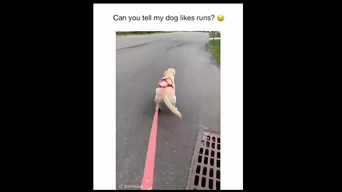 Funny Dog Goes for a RUN! Watch What Happens Next...