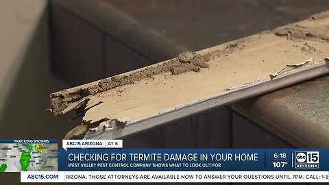 Termite damage prevalent in Valley during late summer