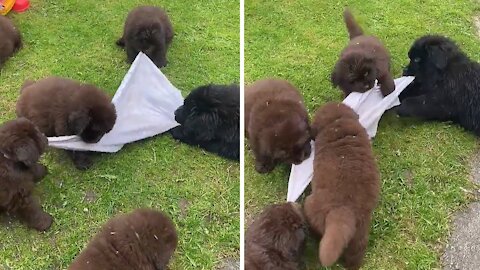 Newfoundland puppies adorably play game of tug-of-war #Shorts