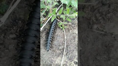 Olha só esse enseto que encontrei aqui, já viu um bicho desse??? #shorts