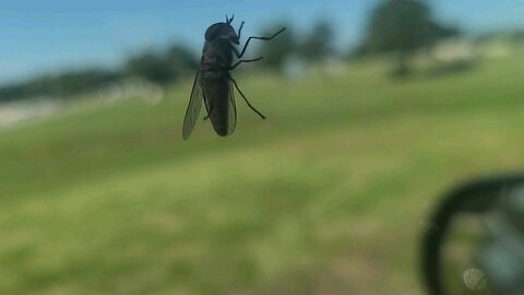 Fly