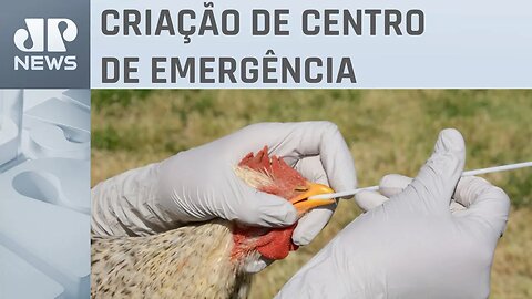 Brasil amplia nível de alerta contra gripe aviária