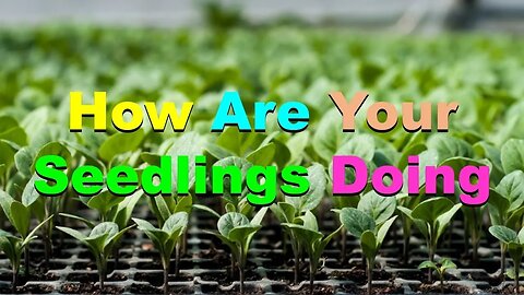 No. 612 – How Are Your Seedlings Doing?