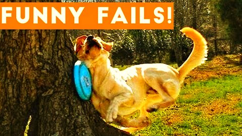 TRY NOT to LAUGH Animals FUNNY PET FAILS Compilation 2021 Epic Pet Videos & Moments 🤣