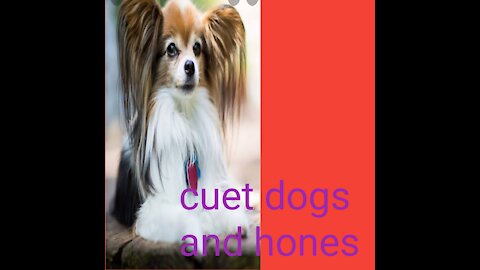 Cuet dogs