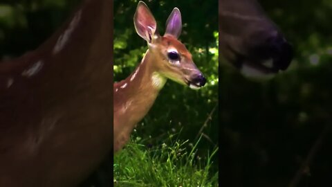 Bambi The Cute Little Baby Deer Fawn