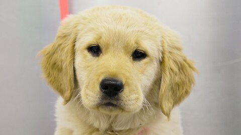 Fluffy clumsy Golden Retriever puppy