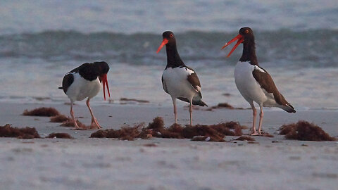 Three American Oystercatchers Visit the Shoreline