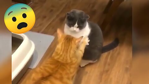 Kucing comel bergaduh, video haiwan lucu 2022😁