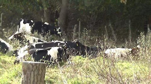 Gerechtigkeit für Deutschland - Wie schön es ist Kühe zu füttern - Probier's mal aus