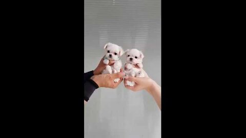 The World's Smallest Maltese videos lovely and cutest puppy video