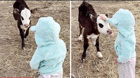 Adorable calf preciously runs to great little girl #Shorts