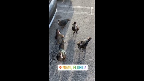 Random ducks following me as I call them in Miami