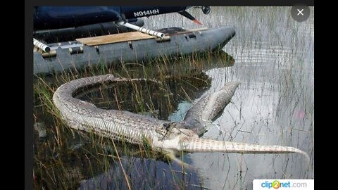 CROCODILE against a cow