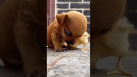 Cute Puppy ❤️ Dog 😚 WhatsApp Status #shorts #entertainment #funnyvideo #infinitepets