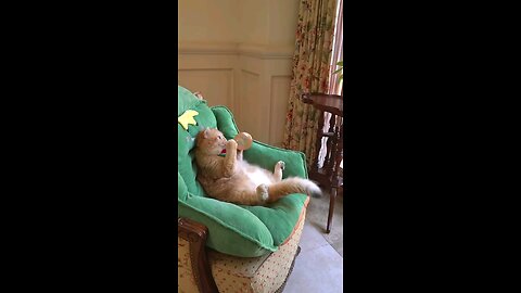 cat funny video