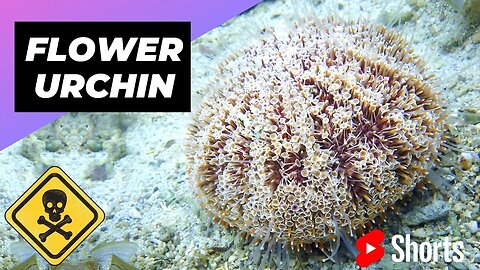 Flower Urchin 🌊 One Of The Most Dangerous Ocean Creatures In The World #shorts #flowerurchin #ocean