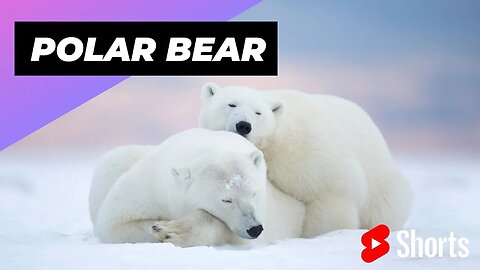 Polar Bear 🐻‍❄️ One Of The Cutest and Dangerous Animals In The World #shorts