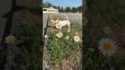 dog barking #cutedog #dogbarking #dogbarkingsounds