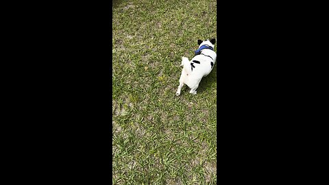 Ruger plays with ball