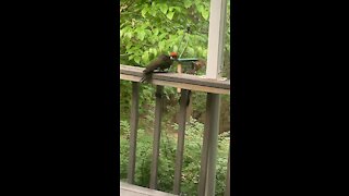 Pileated woodpecker waiting for lunch