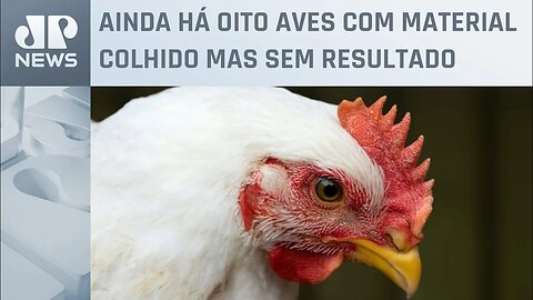 Ministério da Agricultura e Pecuária confirma mais um caso de gripe aviária; total chega a 31