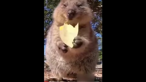 Animals funny 🤣 Videos Of The Yearb||