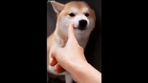 Tik Tok Puppies Cute and Funny Dog Videos Compilation