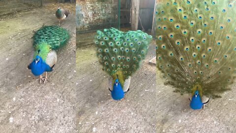 A Male Peacock Showing Off His Beautiful feathers to a female behind him.