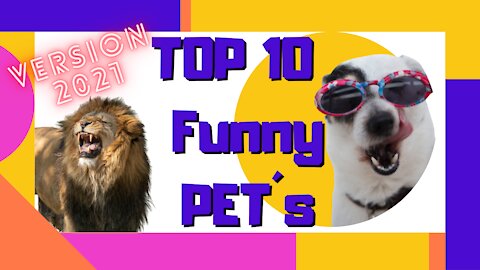 TOP 10 Funny PET´s 🐶🐱🦆🐬🐕🐈🐾