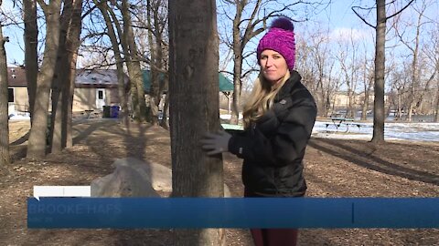 How big does a tree need to be to tap it for maple syrup?