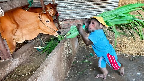 CUTIS farmer secretly takes care of cows in the most surprising special way!