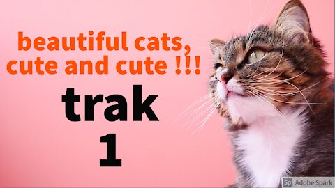 wonderful cats is smart trak 1