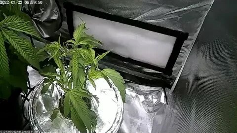 TIMELAPSE - WG x MACv2 reveg1 - Hindu Rootbeer seed (veg only)