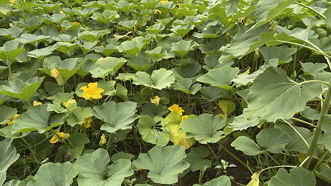 Field Of Buttercup Squash