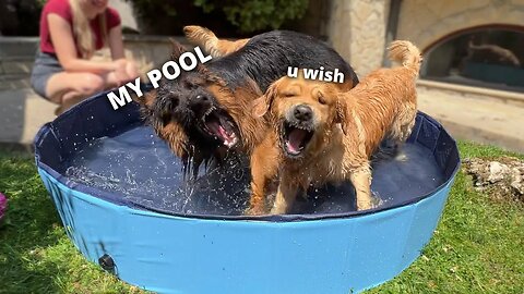 My Dogs Get A New Pool