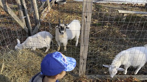 Bought All 3 of Our Kid Goats 🐐 Will have More in March. #goats #farm #homestead #nigeriandwarf